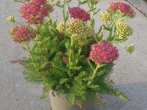Achillea millefolium