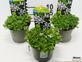 Lobelia oligophylla (Rosensternchen)