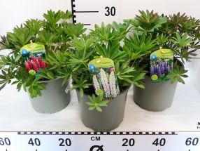 Lupinus polyphyllus