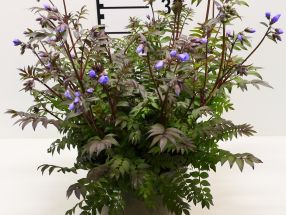Polemonium reptans