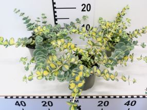 Sedum Sieboldii