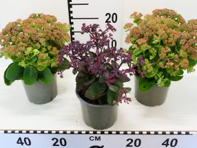 Sedum telephium