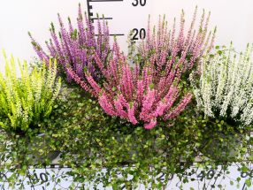 Calluna mit Muehlenbeckia