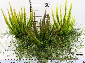 Calluna mit Muehlenbeckia Skyline