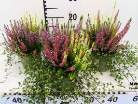 Calluna mit Muehlenbeckia Trio