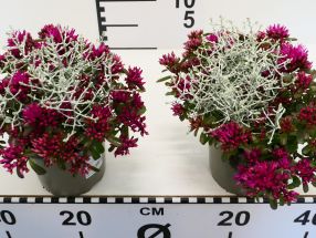 Calocephalus mit Sedum unterbepflanzt