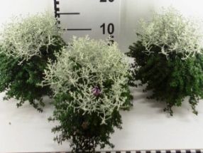 Calocephalus mit Thymus unterbepflanzt