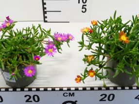 Delosperma cooperi
