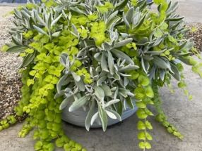 Helichrysum Lysimachia Struckturmix