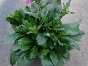 Arabis blepharophylla