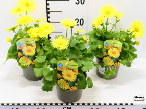 Doronicum  orientale