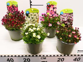 Saxifraga x arendsii