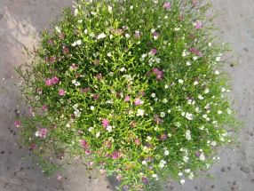 Gypsophylla Twin