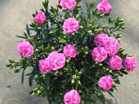 Dianthus caryophyllus