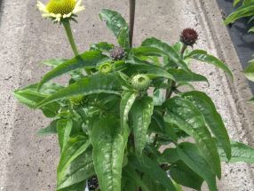 Echinacea purpurea Duo